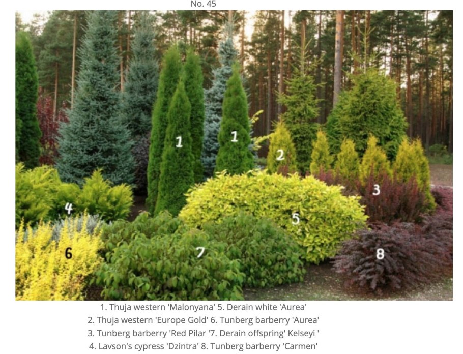 Туя Глобоза Ауреа