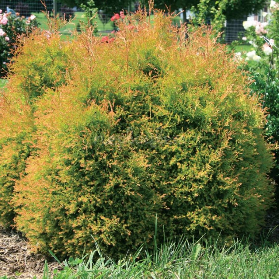Thuja occidentalis Fire Chief