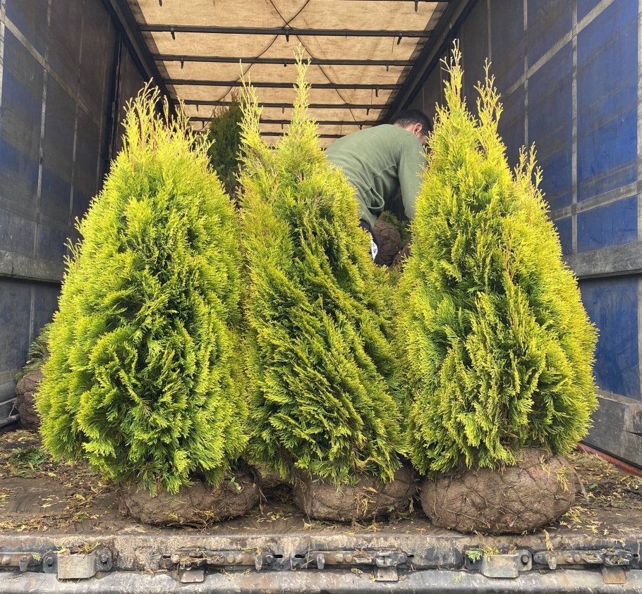 Туя Голден Смарагд