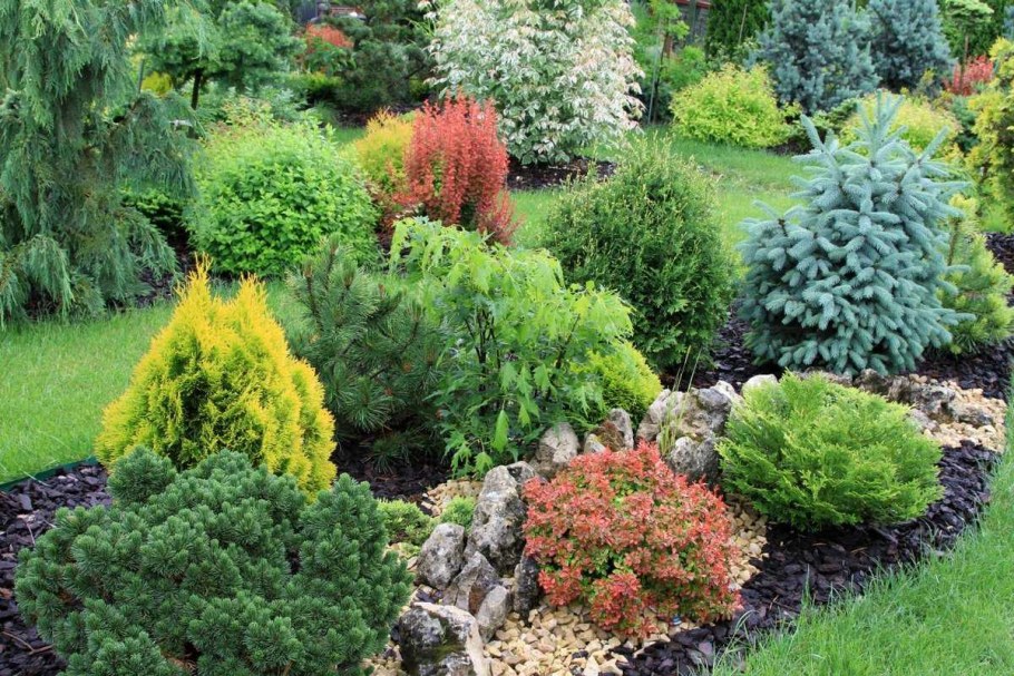 С туей можжевельником и барбарисом