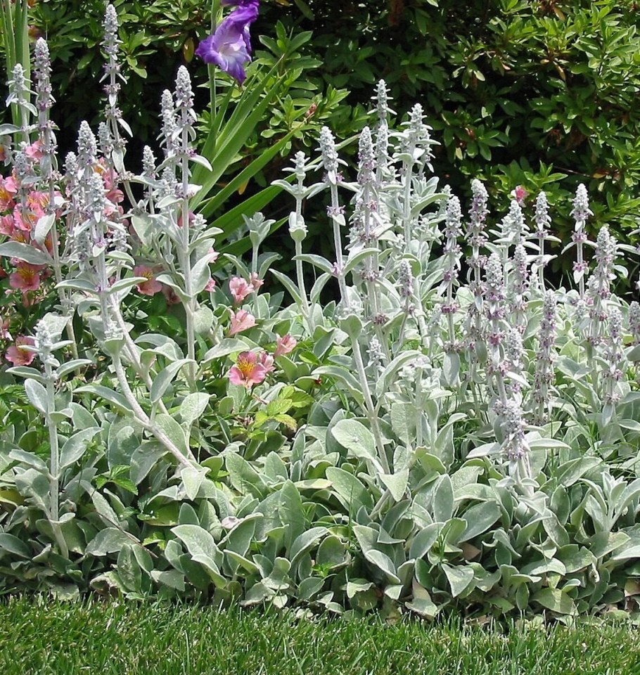 Чистец Византийский