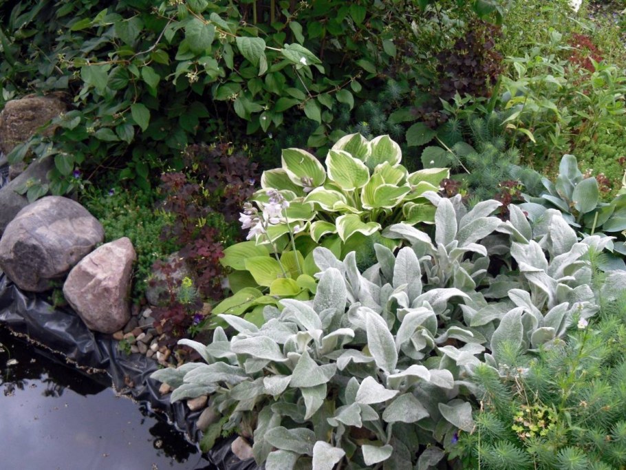 Чистец Византийский стахис