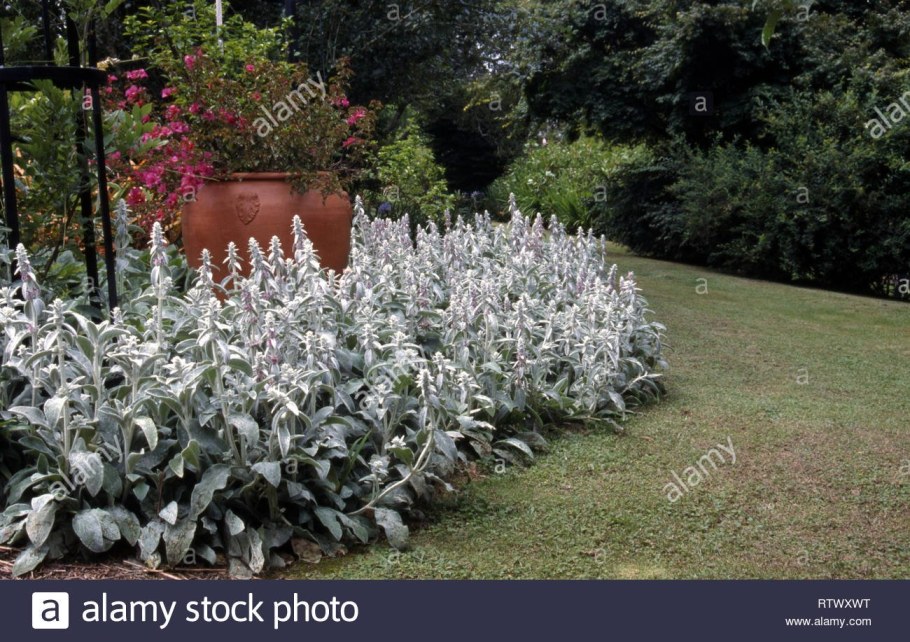 Чистец Византийский стахис