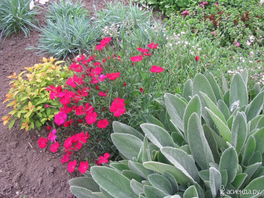 Чистец шерстистый