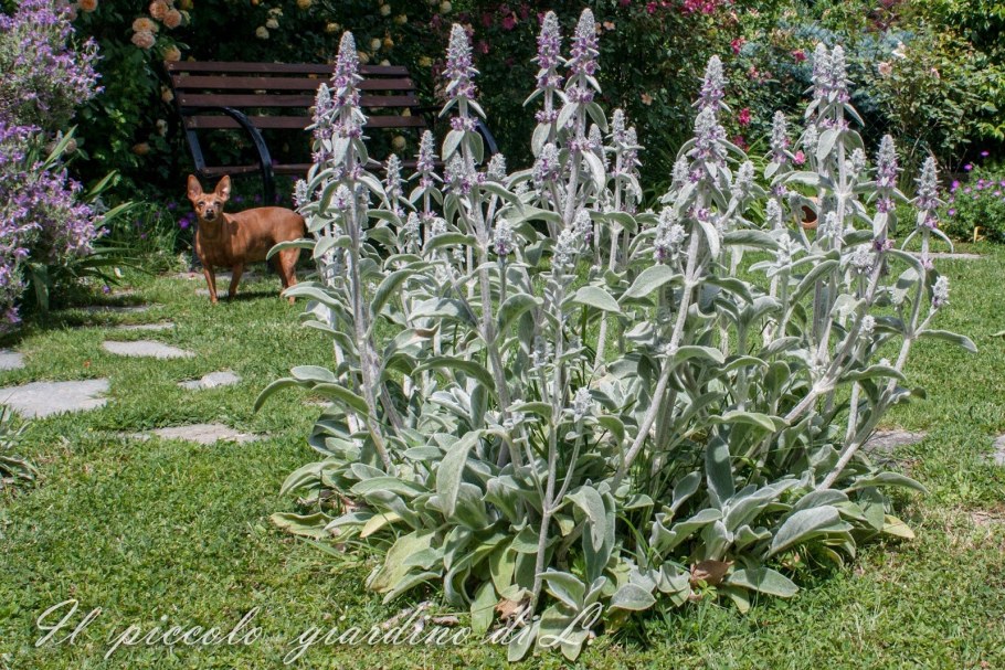 Чистец шерстистый овечьи ушки