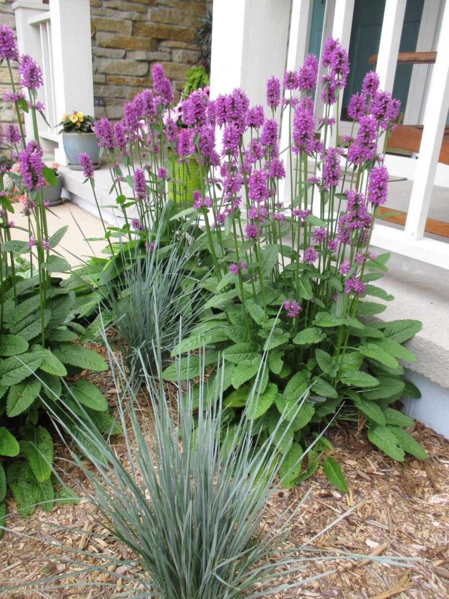 Чистец Хумелло