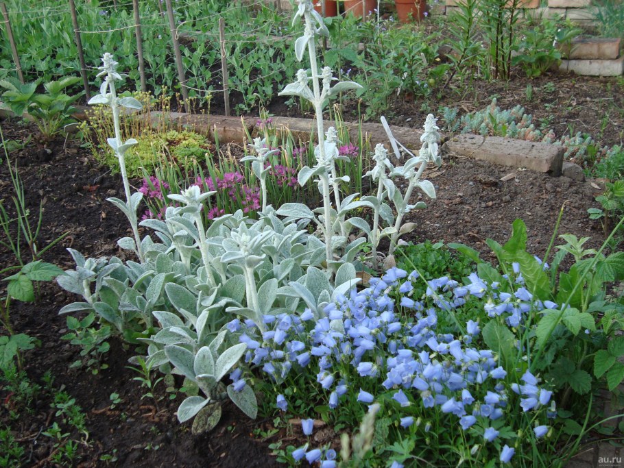 Чистец шерстистый овечьи ушки