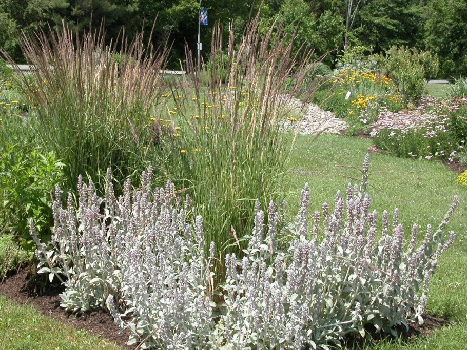 Чистец Византийский стахис