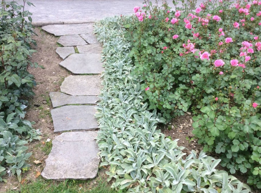 Чистец шерстистый и розы