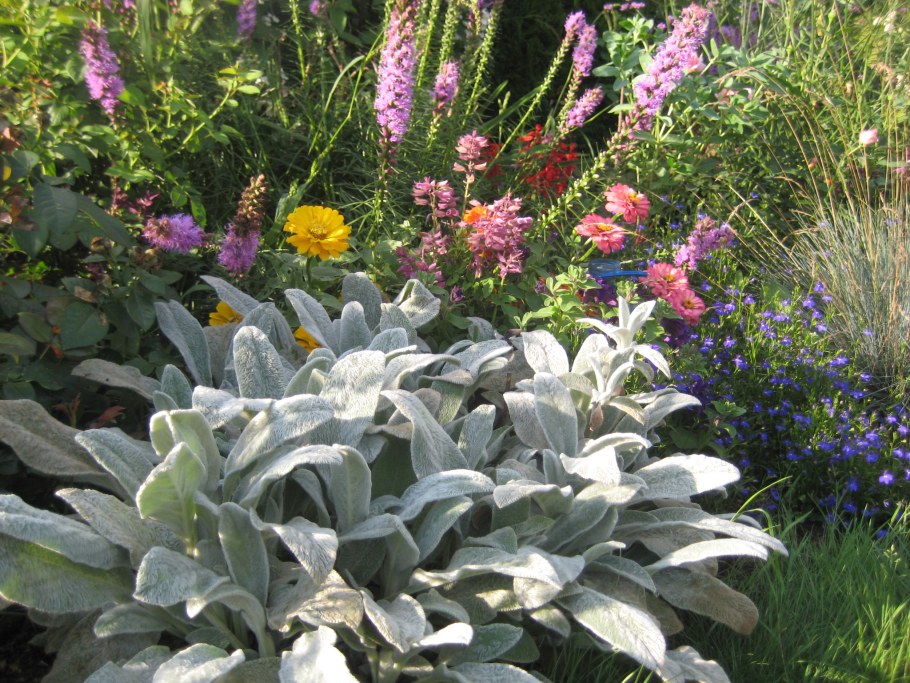 Чистец шерстистый Сильвер карпет