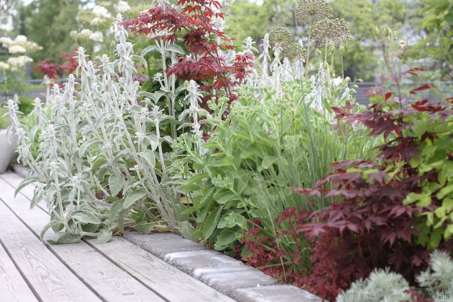 Полынь Шмидта Нана