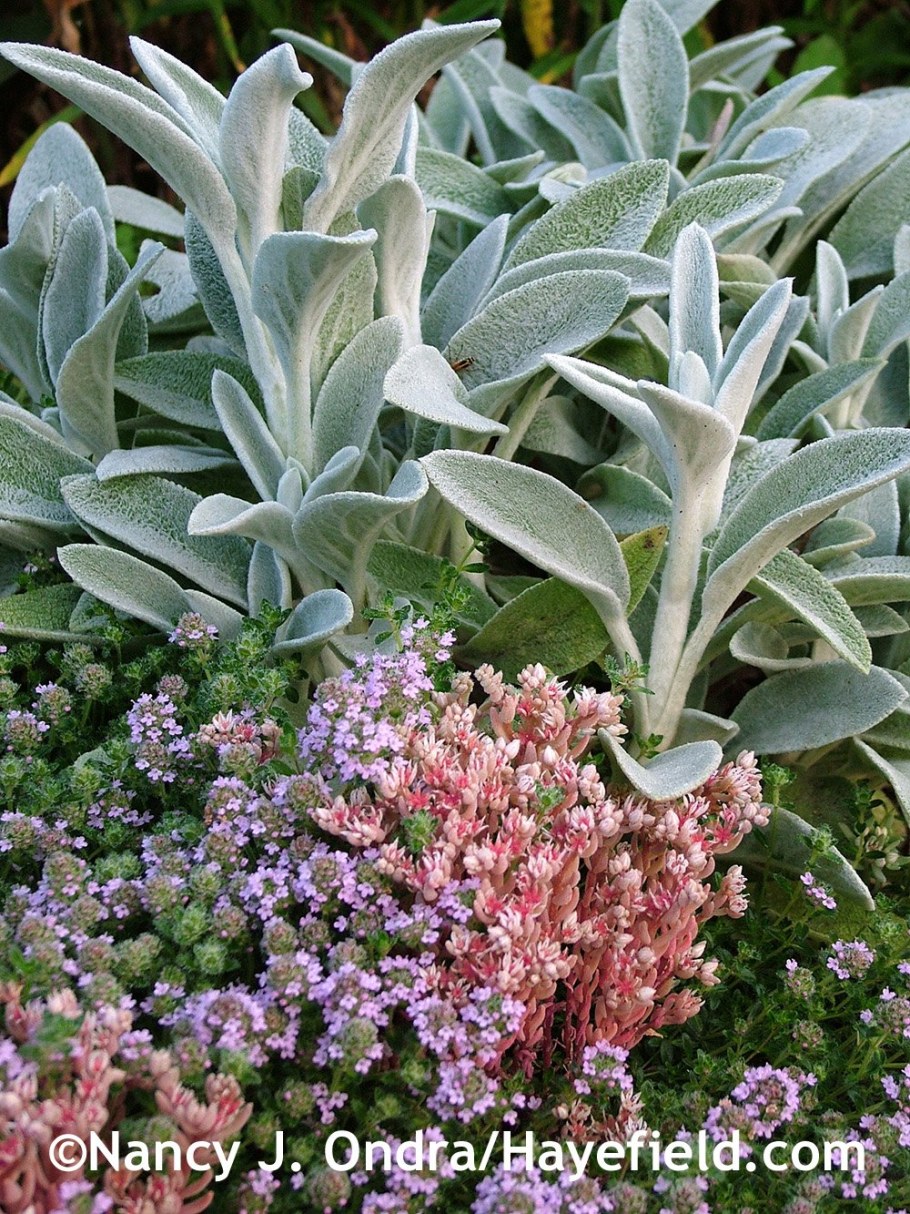 Чистец Сильвер карпет