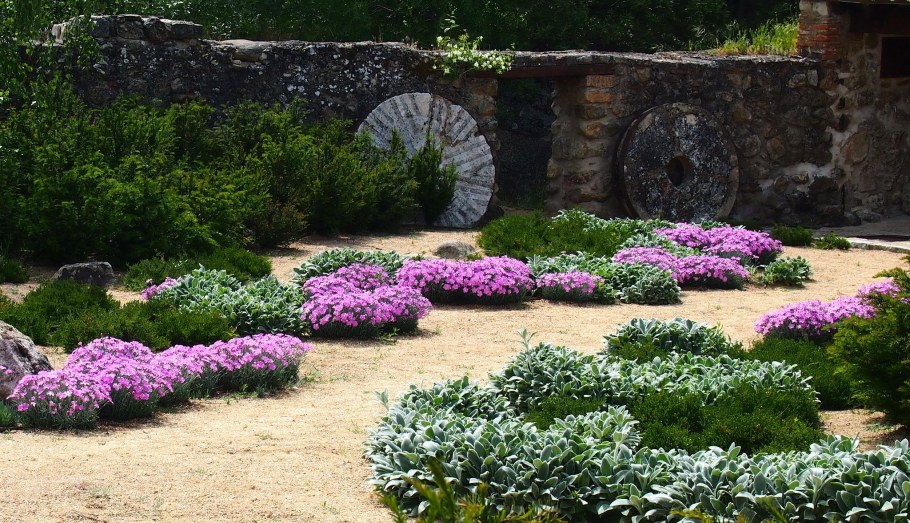 Гвоздика почвопокровные многолетники