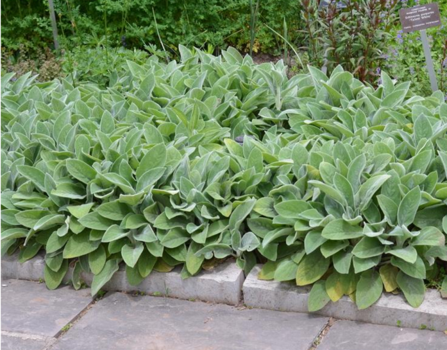 Чистец шерстистый Византийский