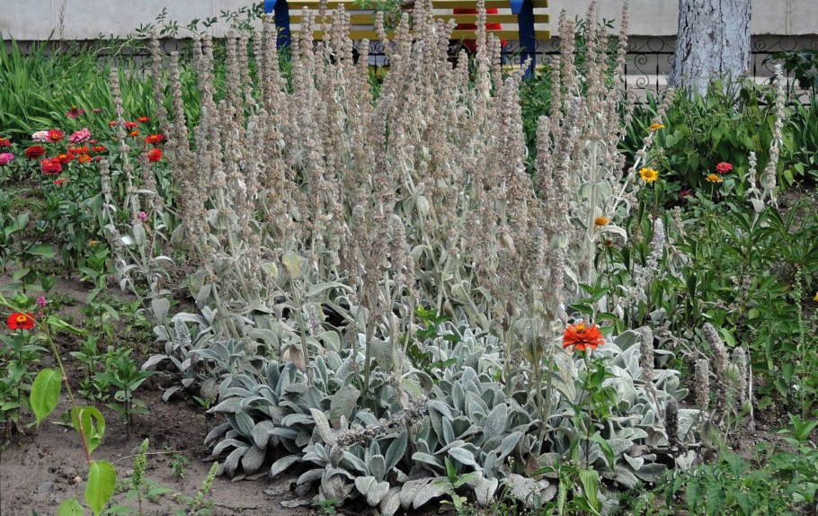 Чистец шерстистый