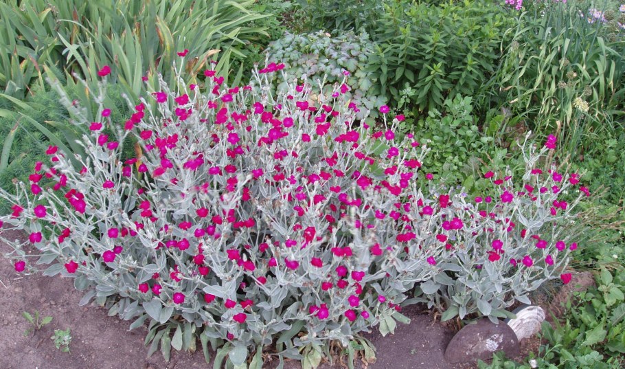 Лихнис корончатый многолетний