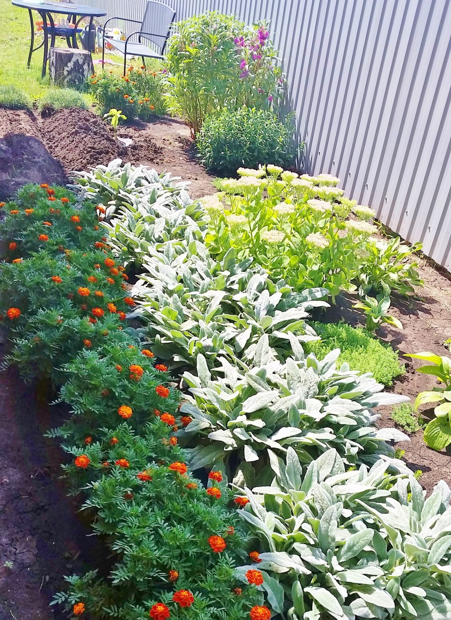 Чистец шерстистый в миксбордере