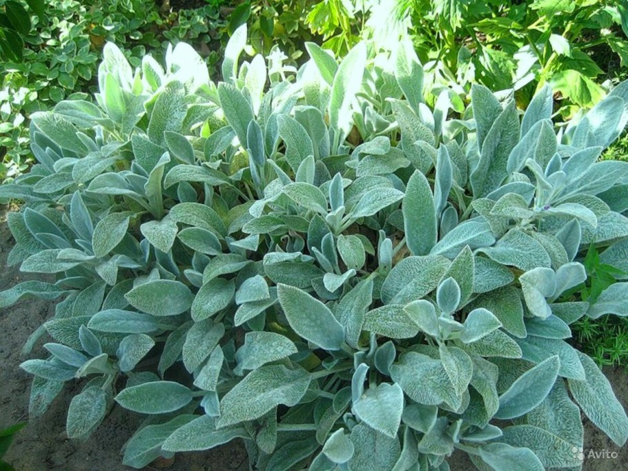 Стахис (чистец шерстистый, "заячьи ушки"