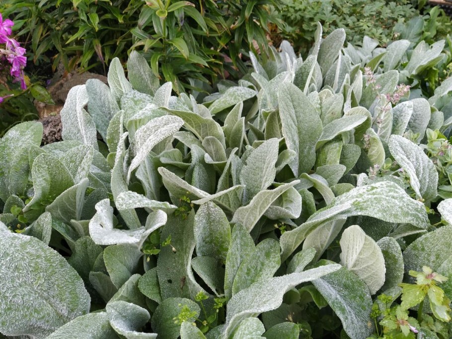 Стахис Марвел шерстистый