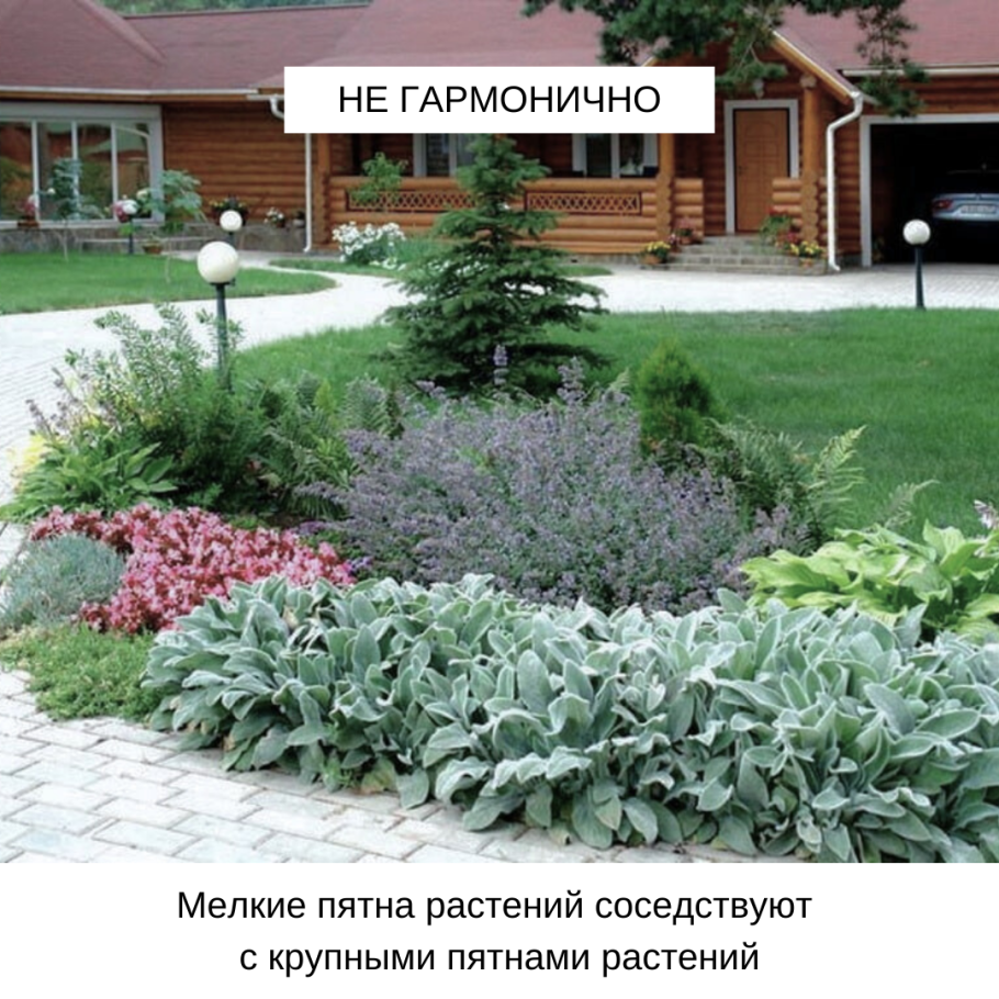 Чистец шерстистый