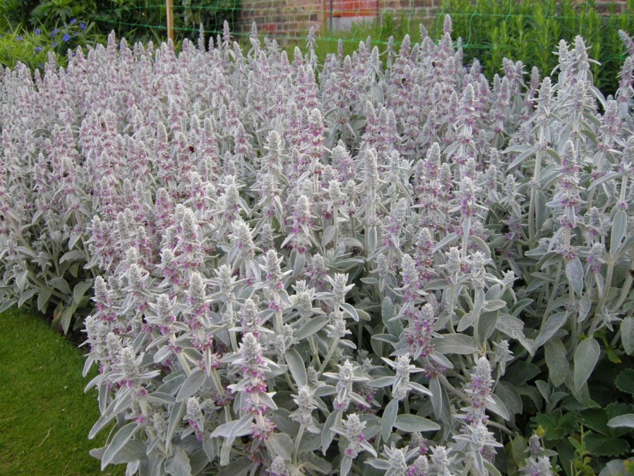 Чистец стахис