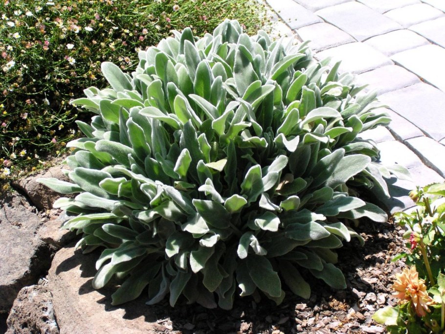 Чистец шерстистый овечьи ушки