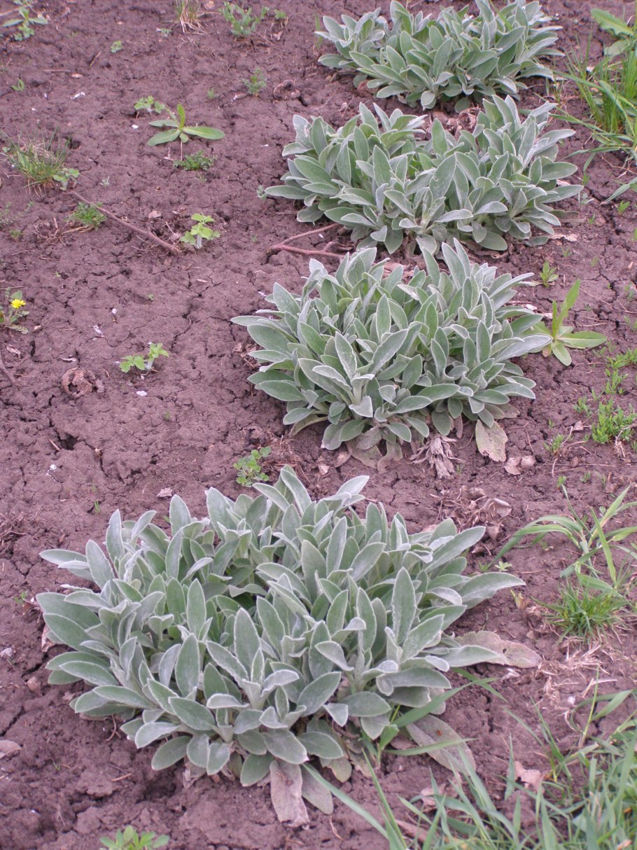 Растение чистец шерстистый