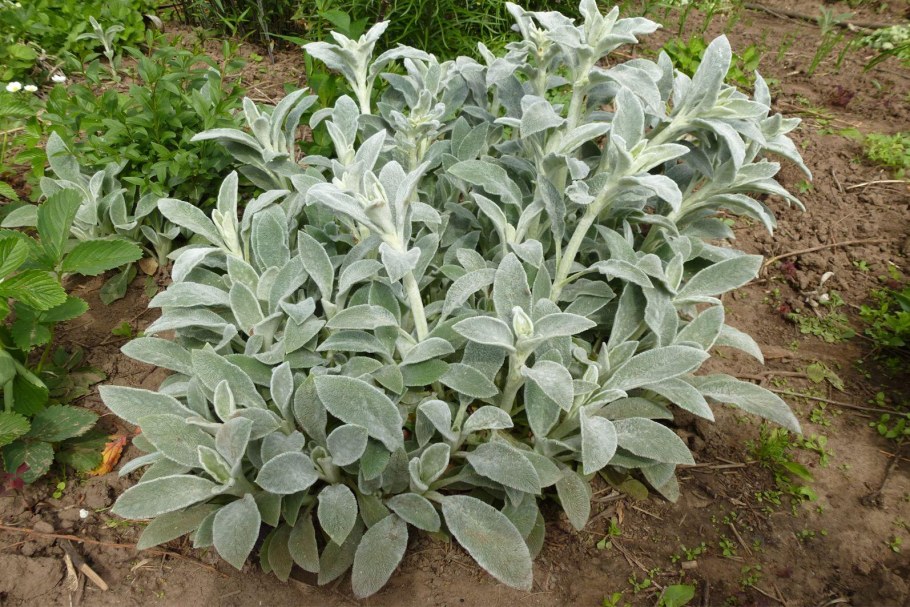 Стахис шерстистый чистец Византийский