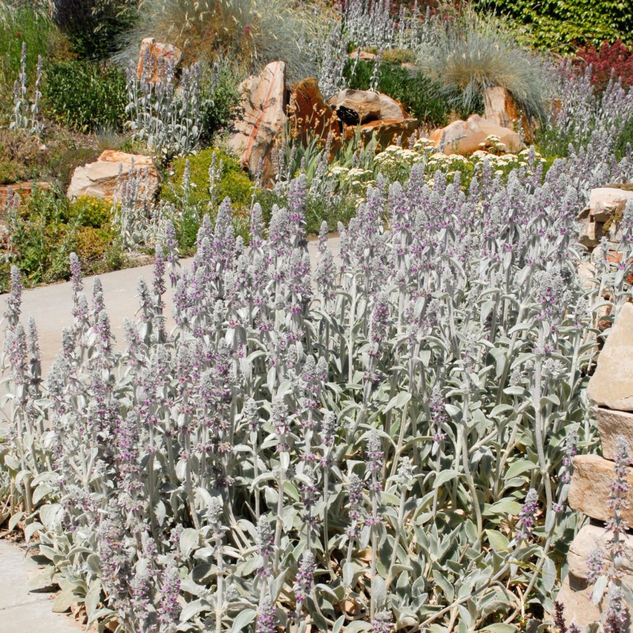 Стахис серебристый