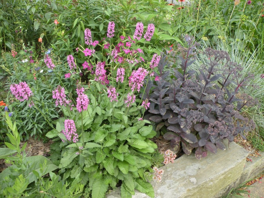 Стахис Монье Хуммело