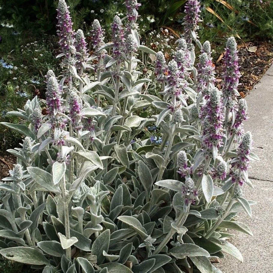 Чистец шерстистый (Stachys Lanata)