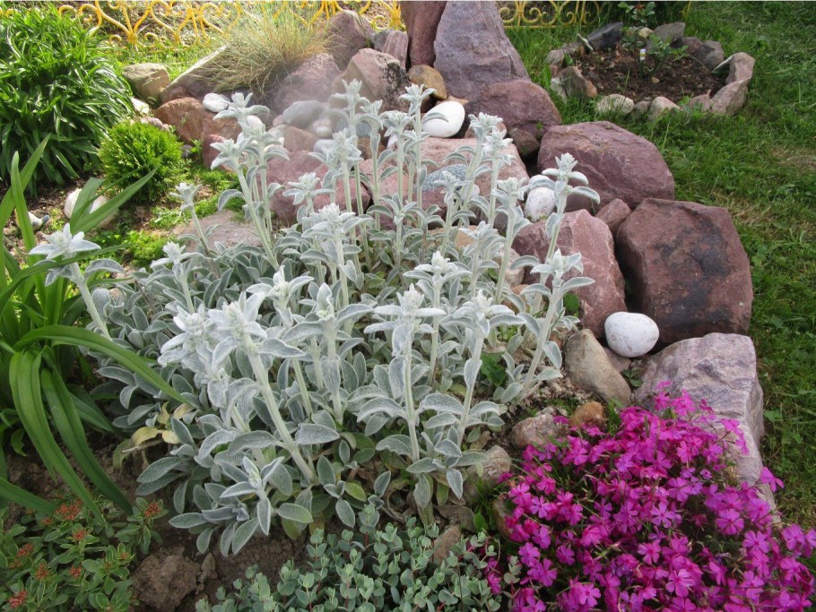 Стахис шерстистый чистец Византийский