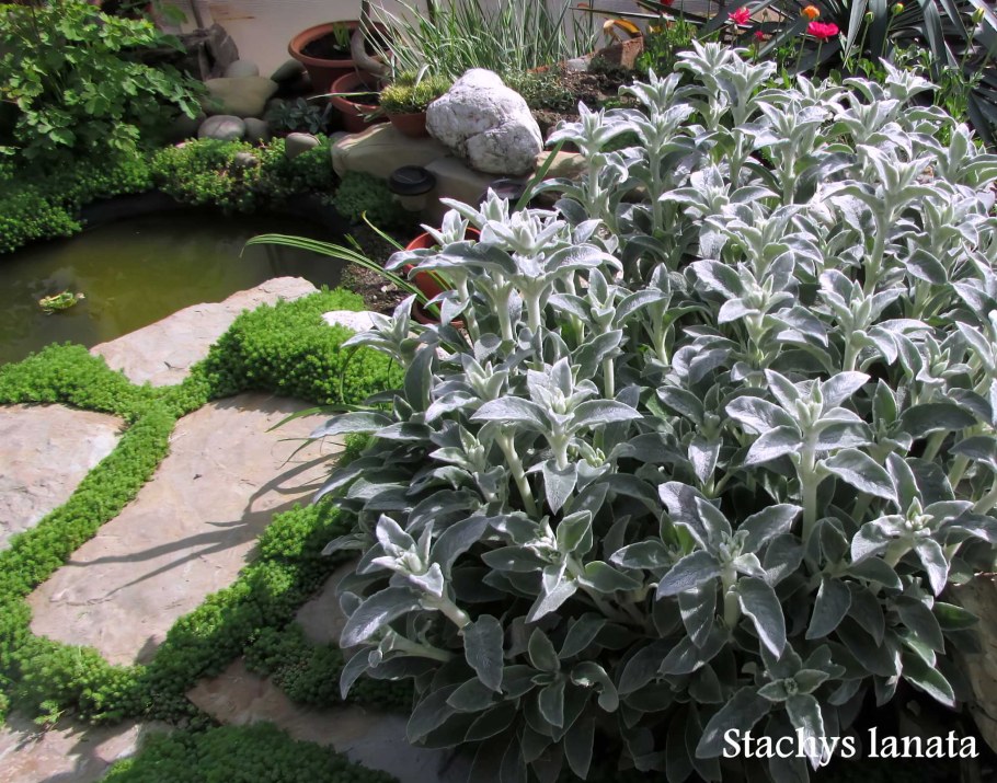 Чистец шерстистый овечьи ушки