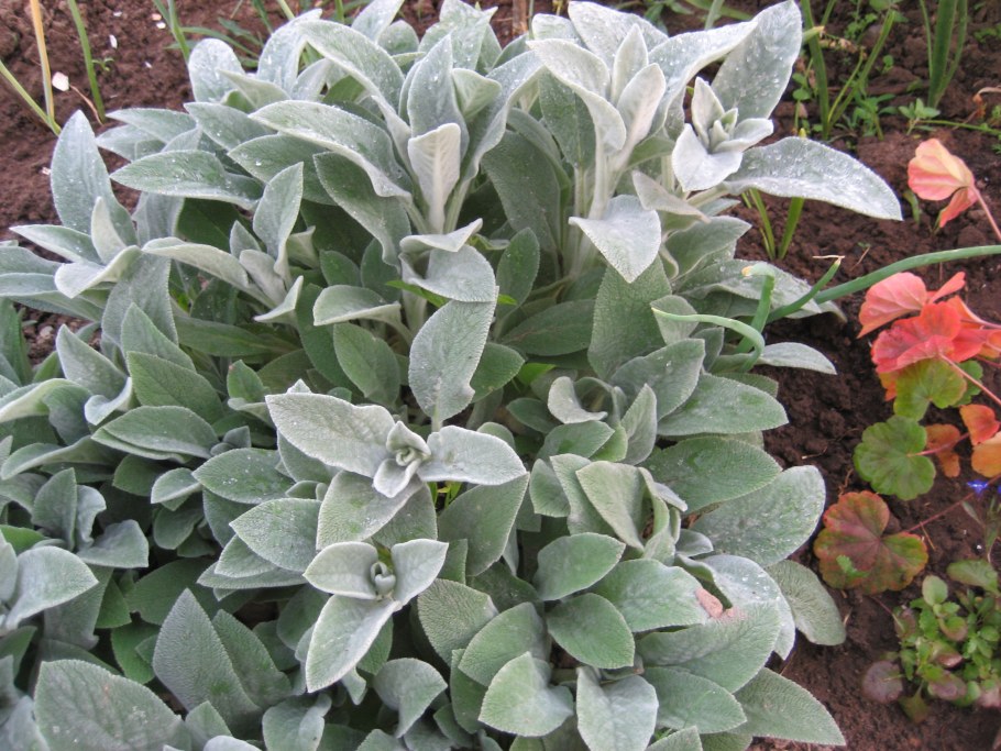 Стахис (чистец) шерстистый