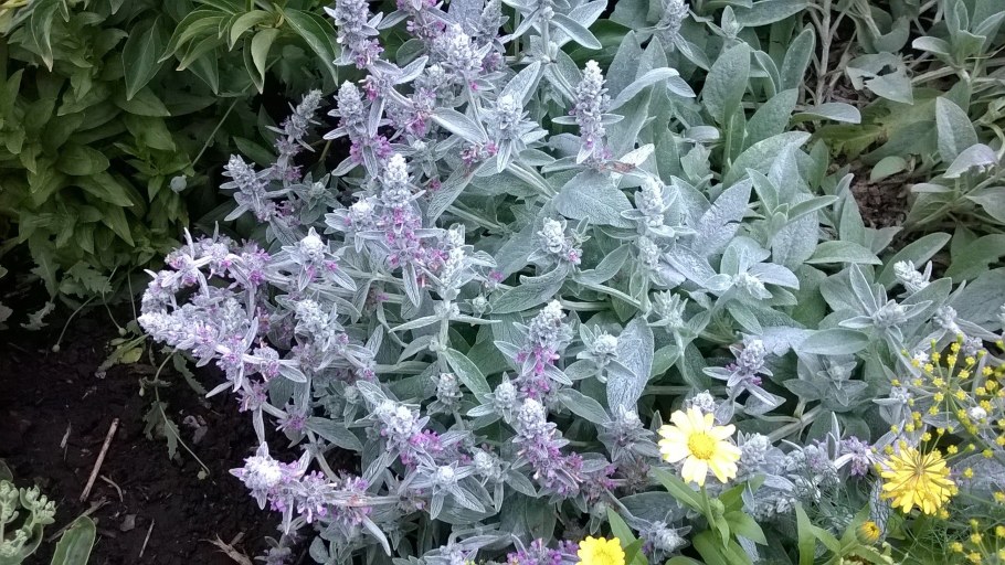 Чистец шерстистый Сильвер карпет