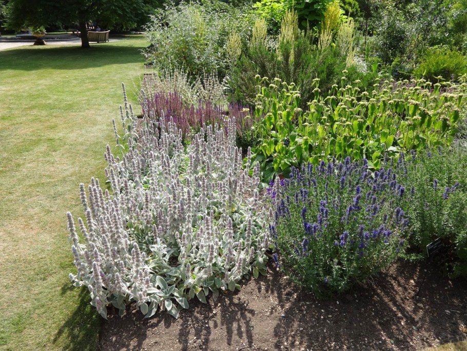 Чистец лавандолистный