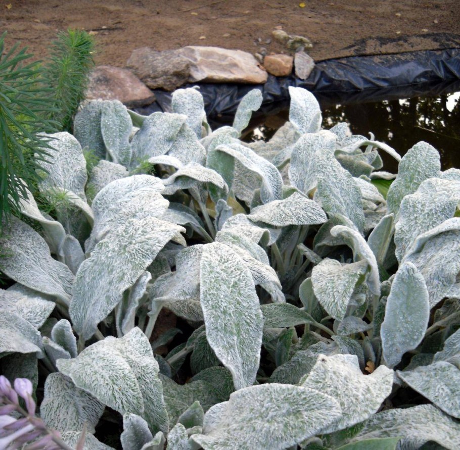 Стахис шерстистый овечьи ушки