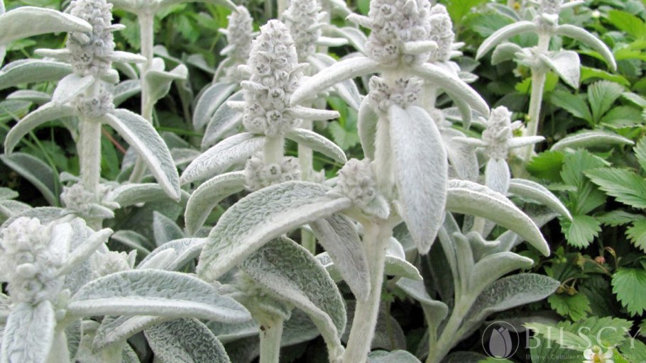 Стахис (чистец) шерстистый