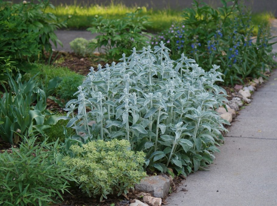 Стахис шерстистый чистец Византийский