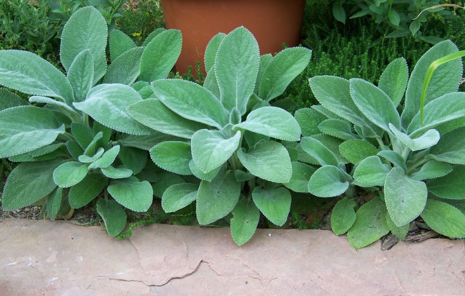 Чистец шерстистый овечьи ушки