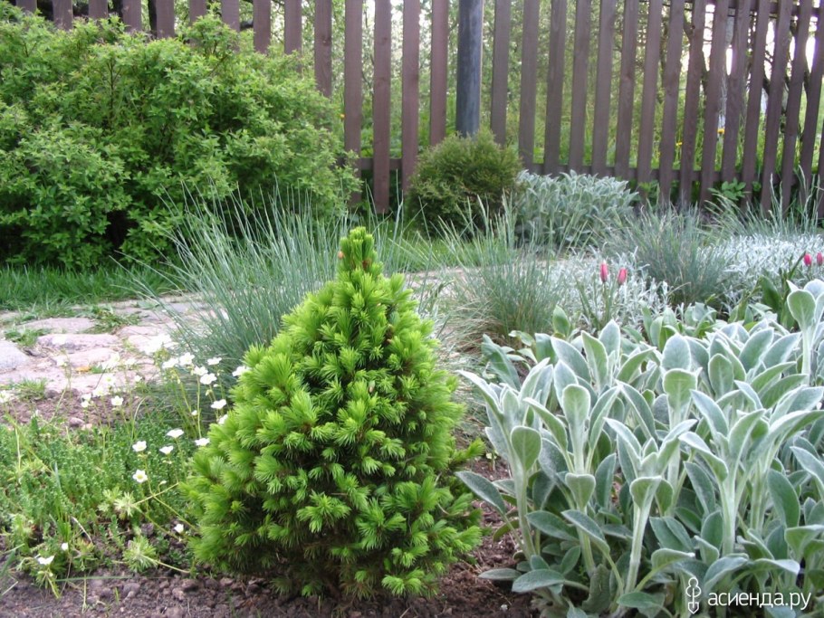 Стахис шерстистый