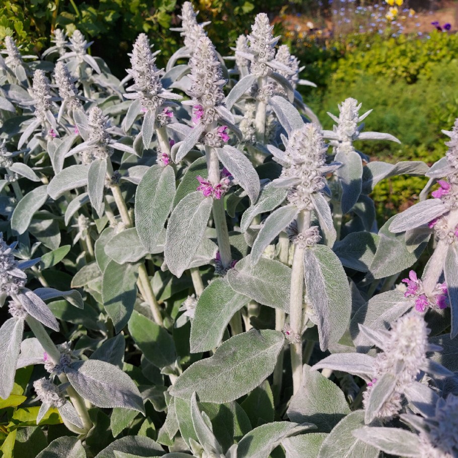 Стахис буквица чистец