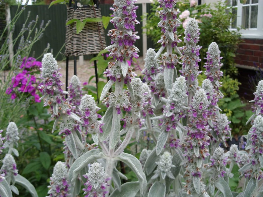 Чистец стахис