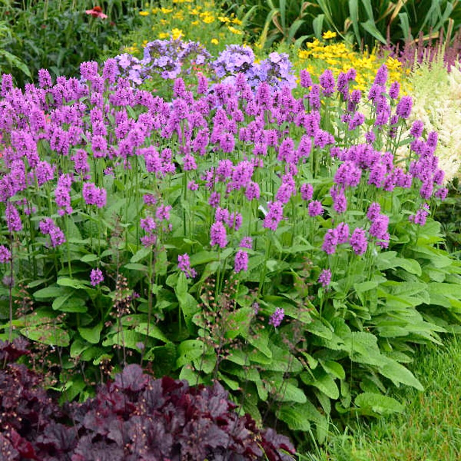 Чистец/стахис Монье Hummelo