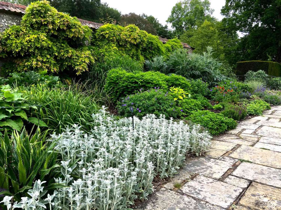 Чистец шерстистый в ландшафтном дизайне