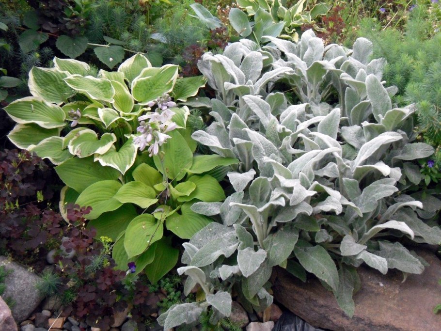 Чистец шерстистый овечьи ушки