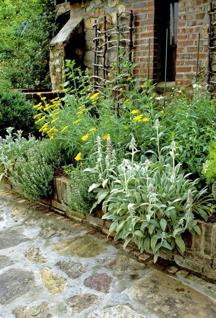 Чистец шерстистый на клумбе