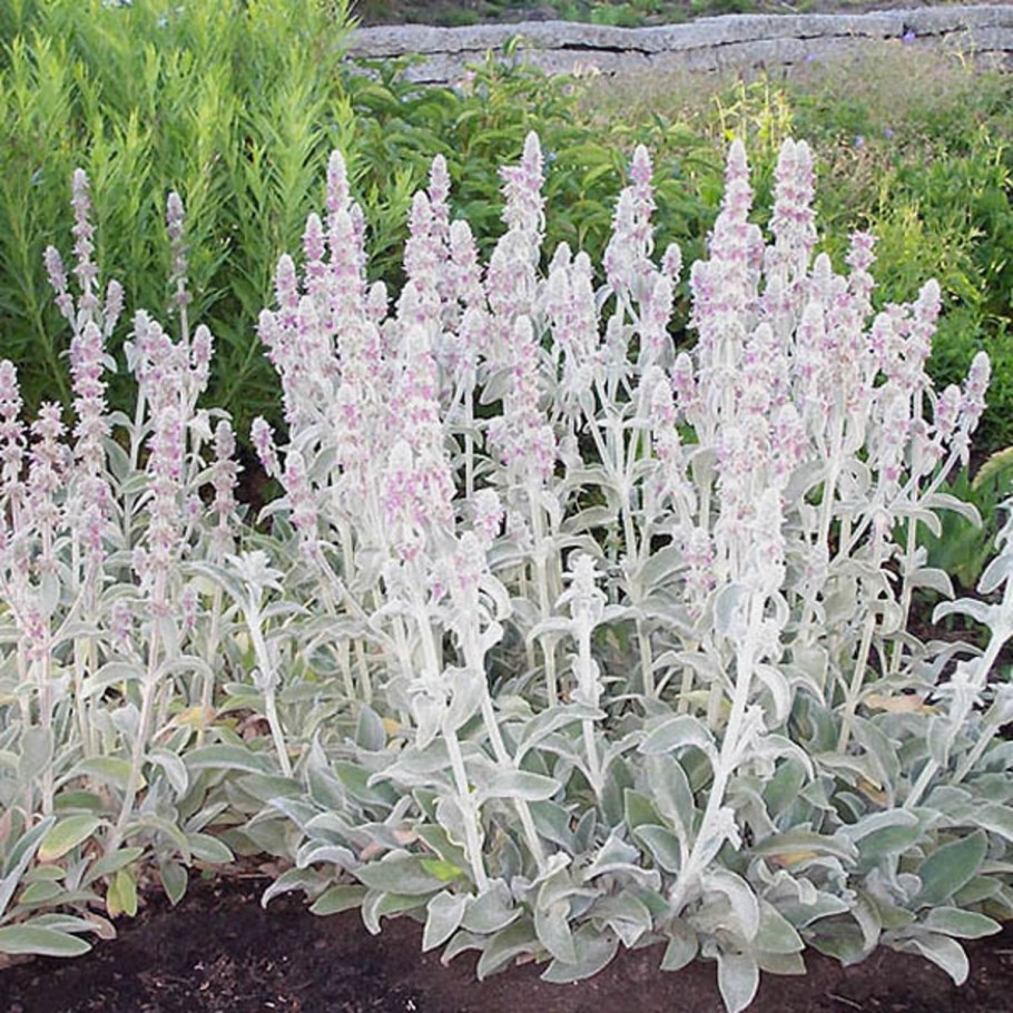 Чистец Византийский стахис