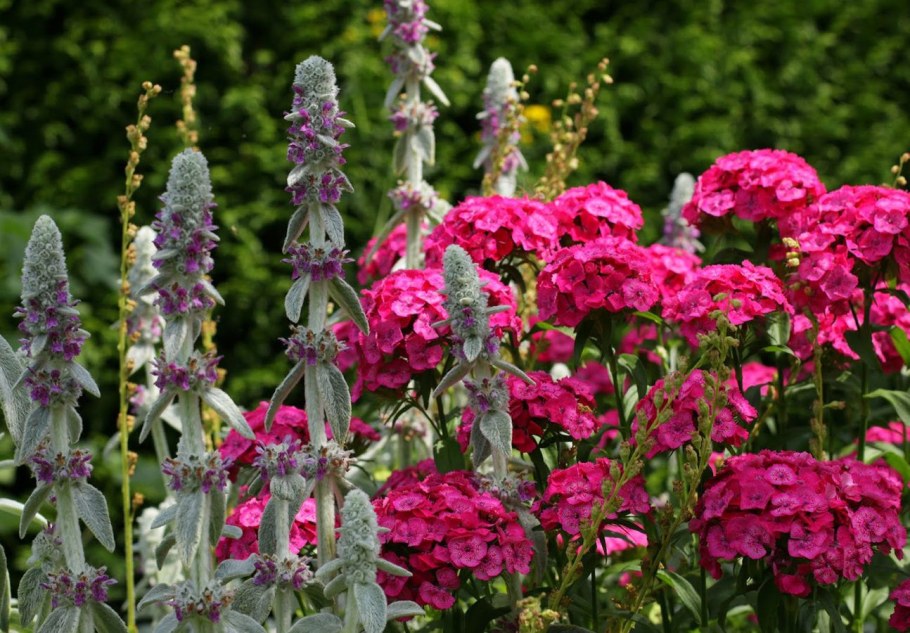 Стахис (чистец Византийский) овечье ушко