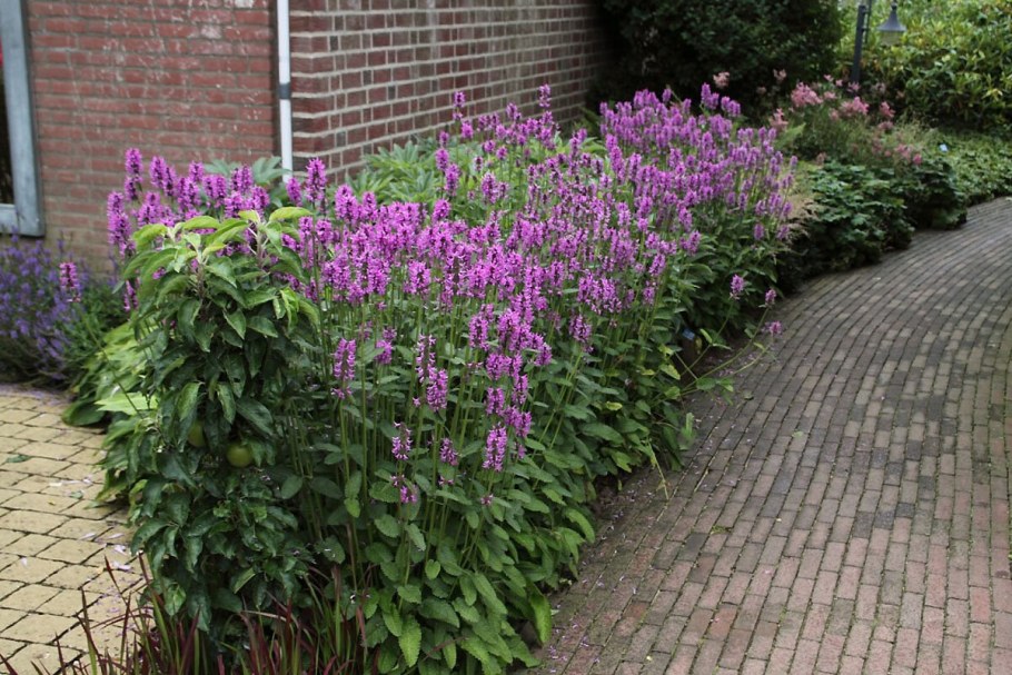 Чистец (стахис) Монье Хуммело